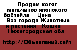 Продам котят мальчиков японского бобтейла. › Цена ­ 30 000 - Все города Животные и растения » Кошки   . Нижегородская обл.